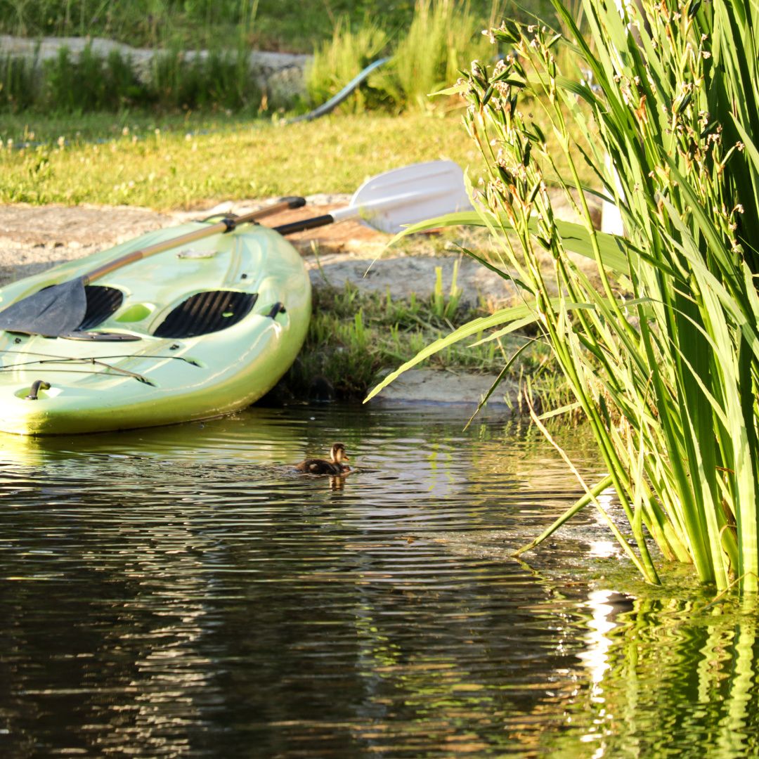 Na břehu rybníka leží zelený paddleboard a vedle něj ve vodě plave malá kachna.