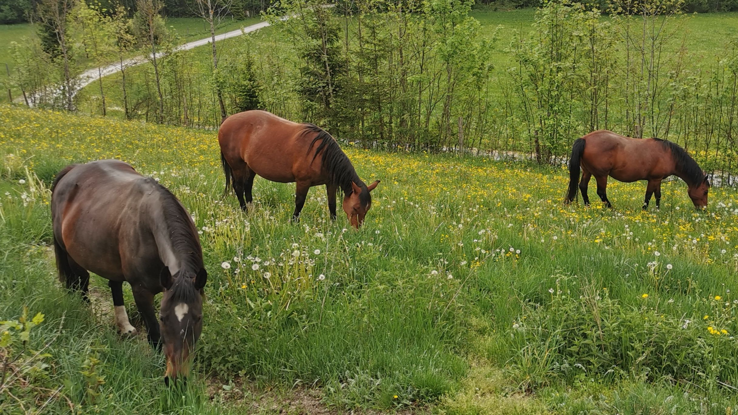 Koně na Lasingerhof