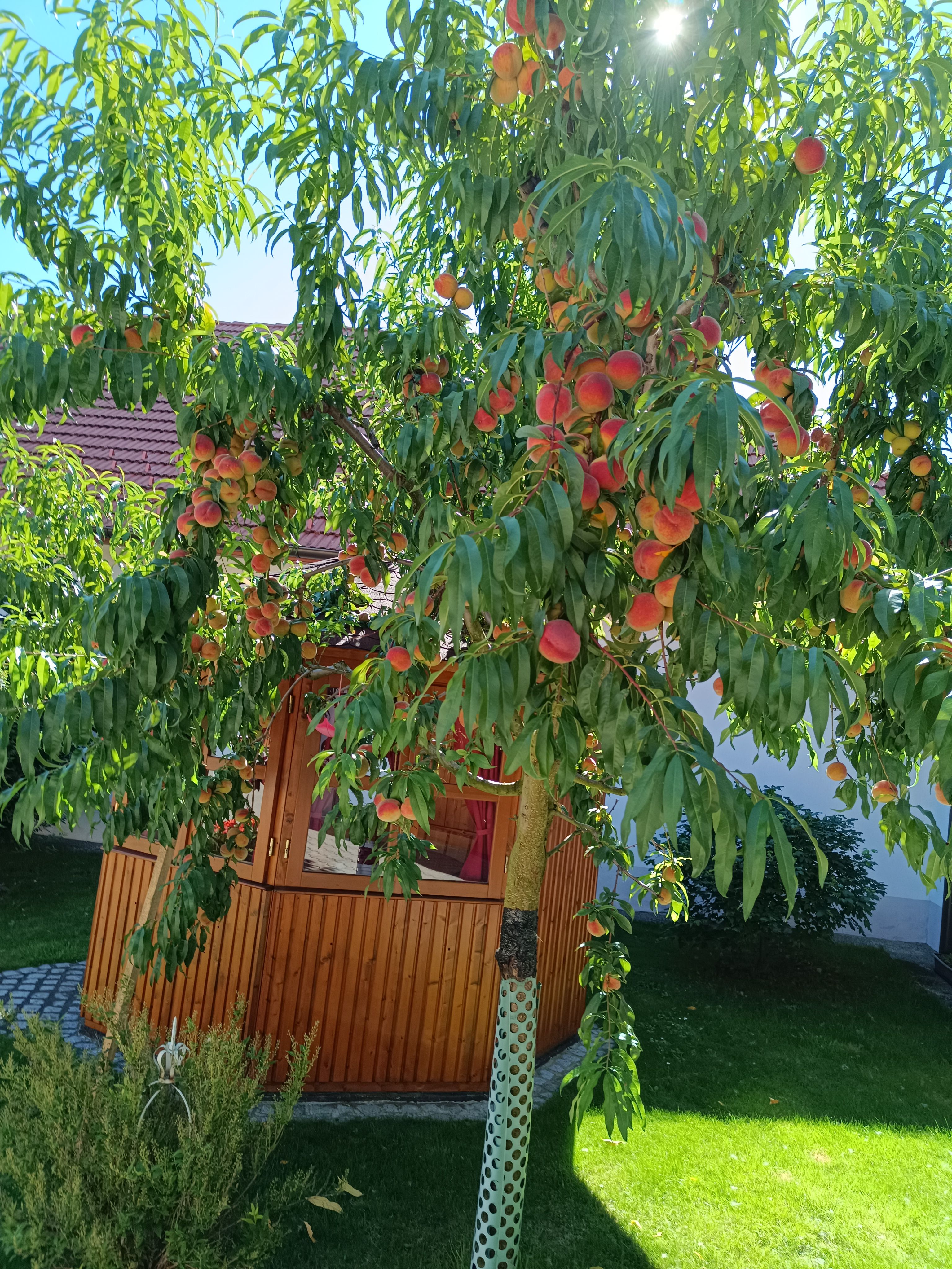 Na slunném dvoře před malým dřevěným pavilonem stojí broskvoň plná ovoce.