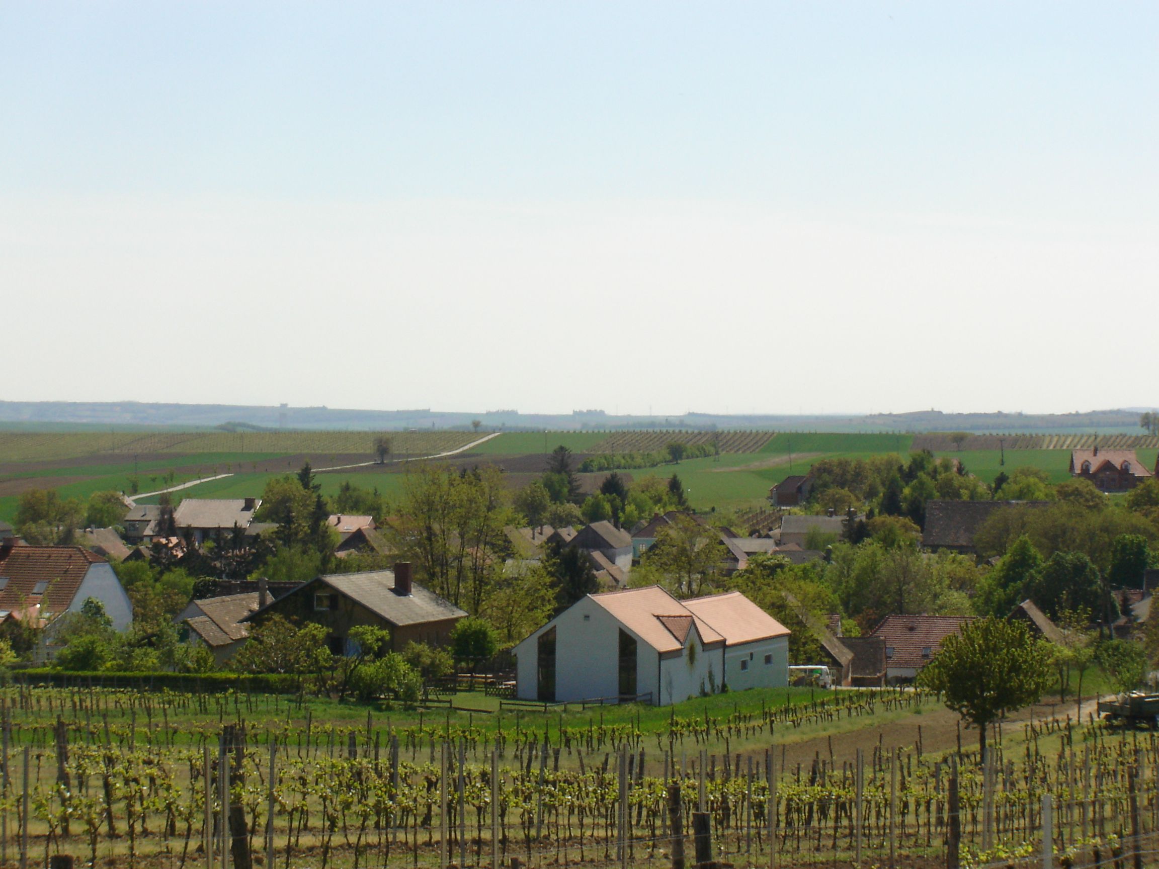 Krajina s vinicemi a vesnicí v pozadí.