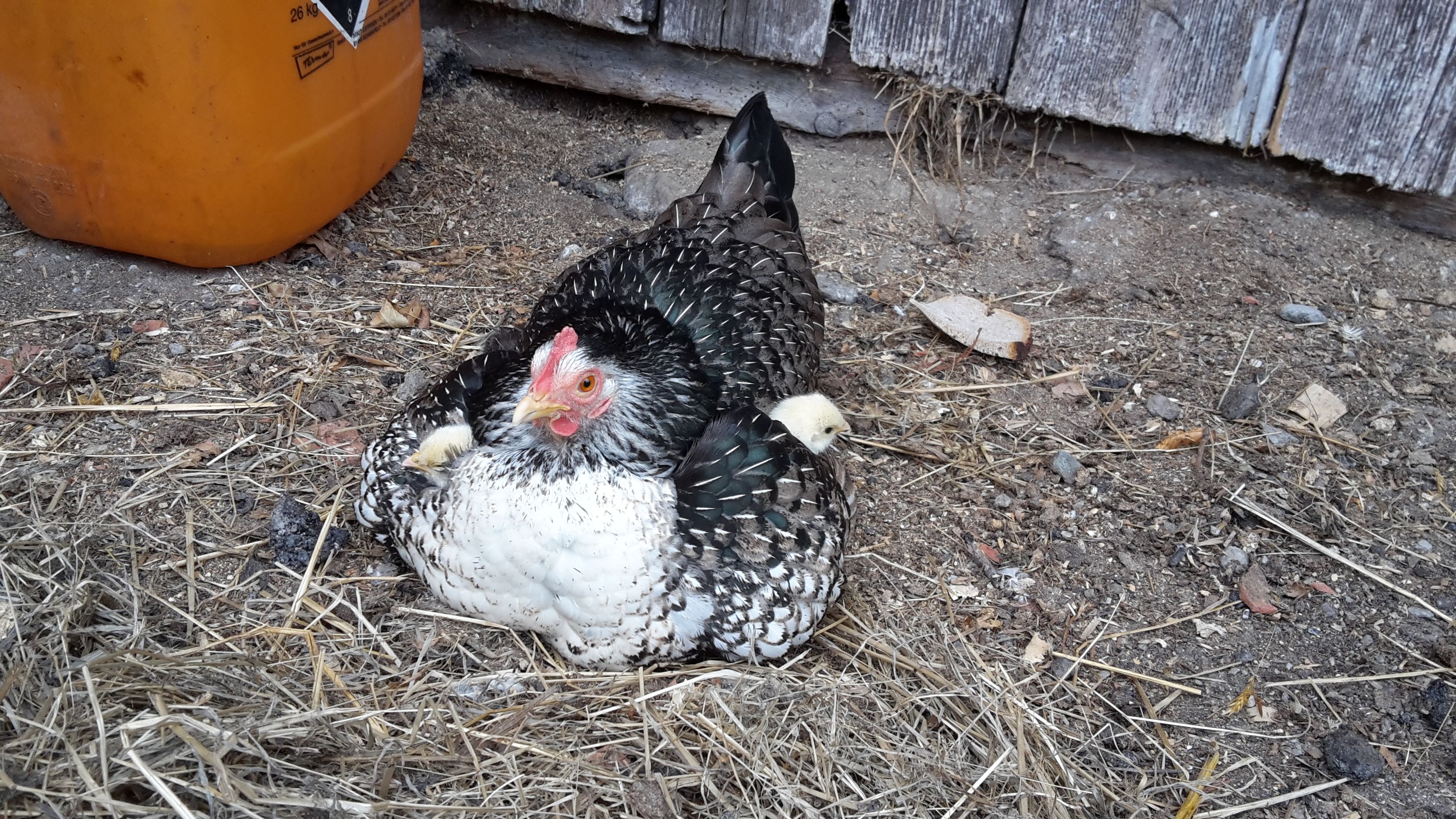 Slepice s kuřaty na farmě.