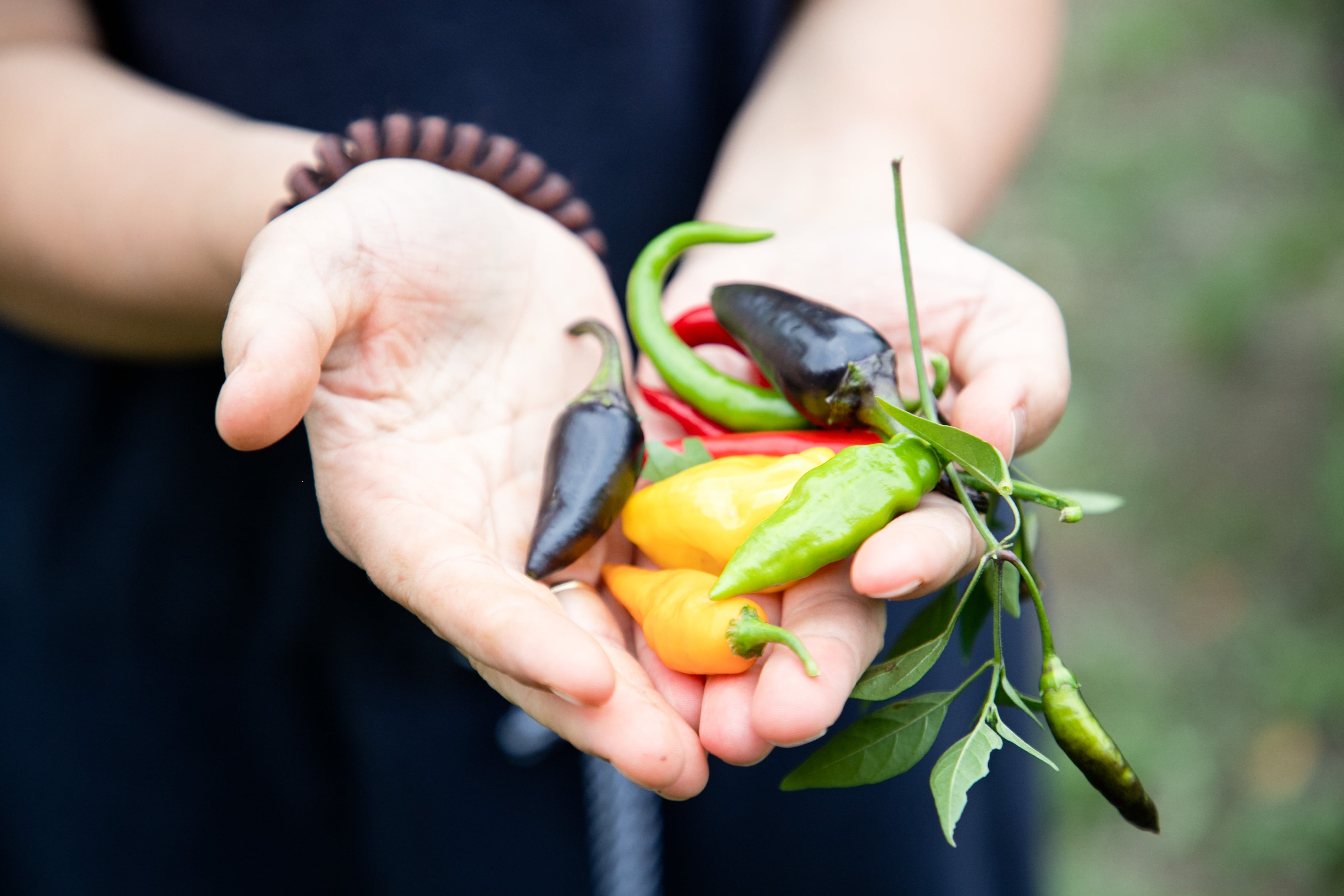 Různé druhy chilli v mých rukou.