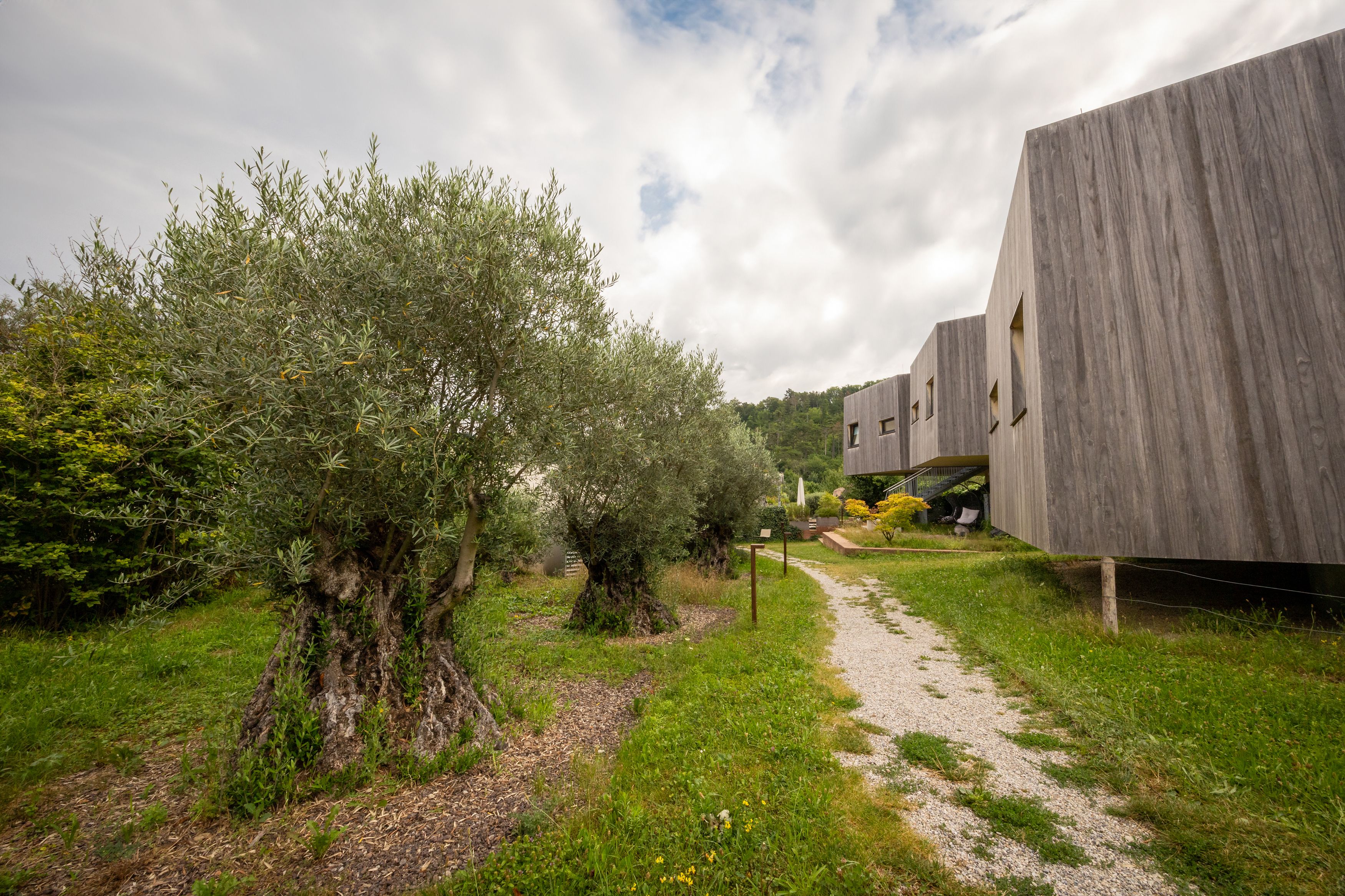 Moderní budovy vedle olivovníků v zelené krajině.