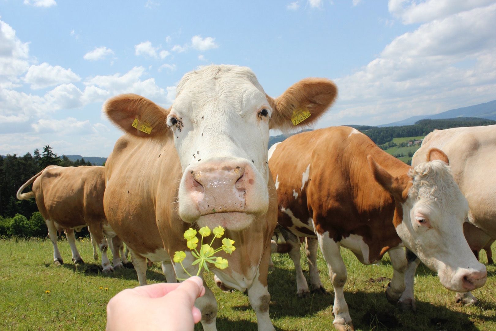 Zvědavá kráva čichá ke žlutému květu, který drží za ruku, na zelené louce s modrou oblohou v pozadí.