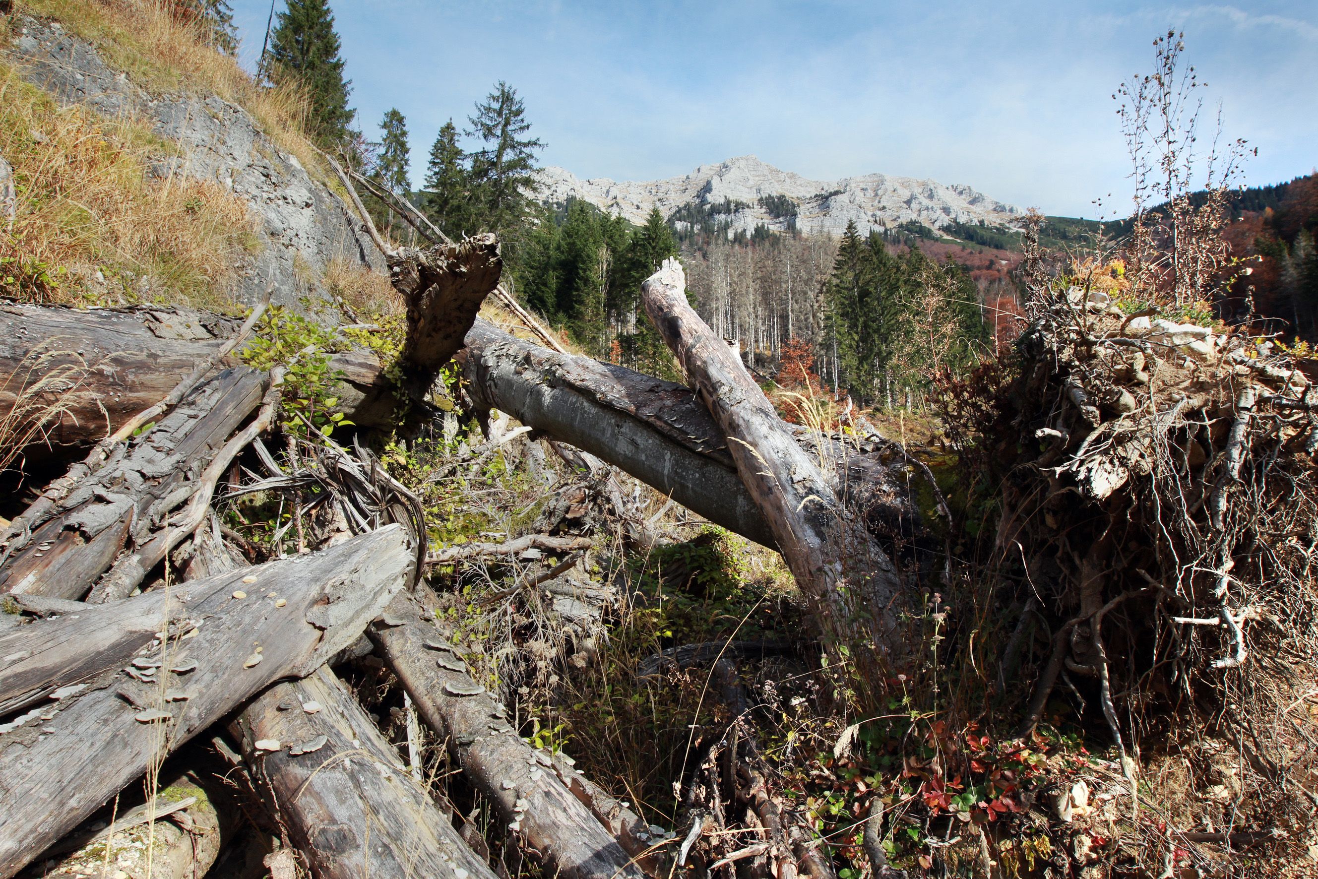 Wildnisgebiet Dürrenstein