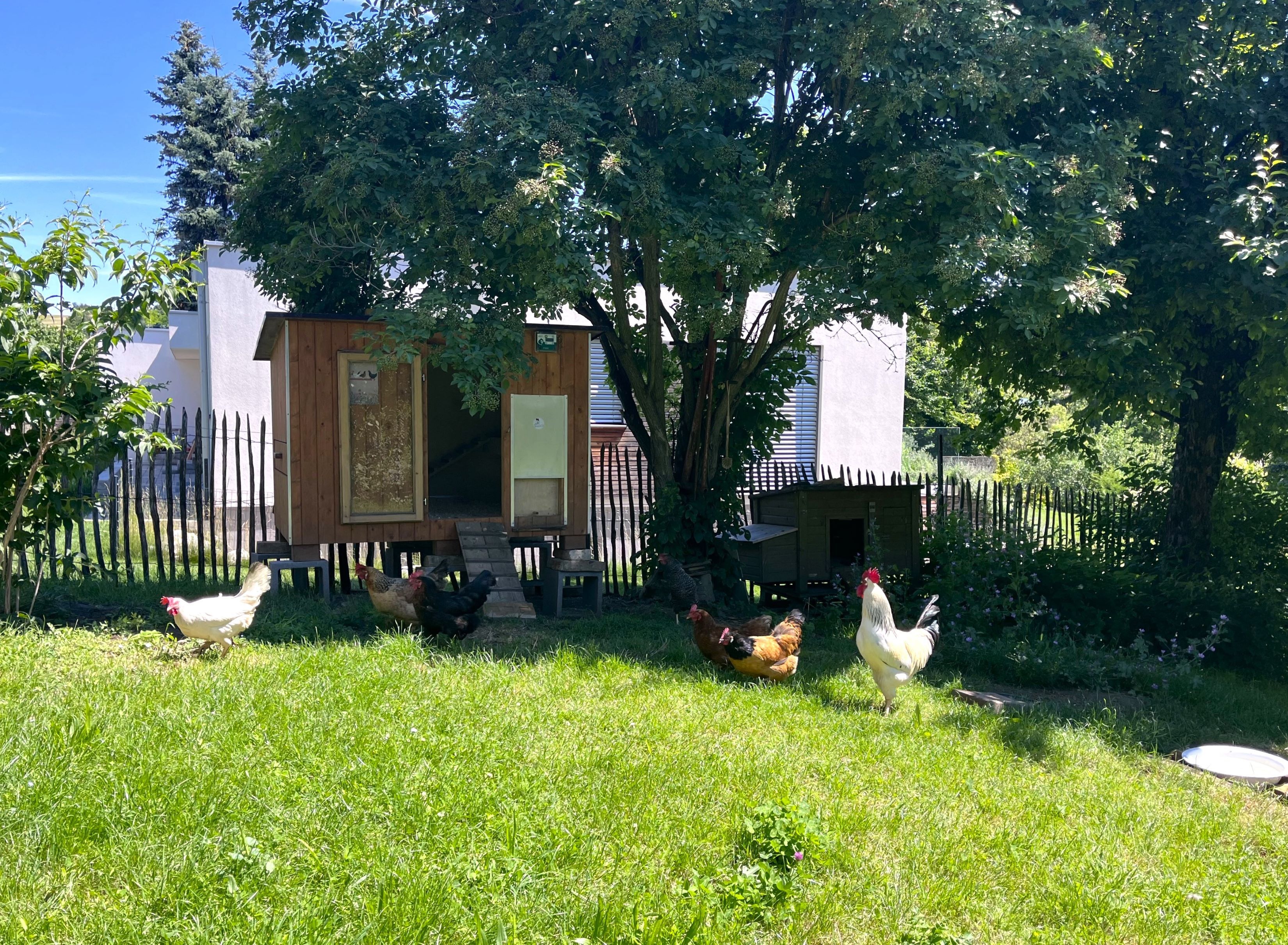 Slepice a kohout na zahradě před kurníkem.