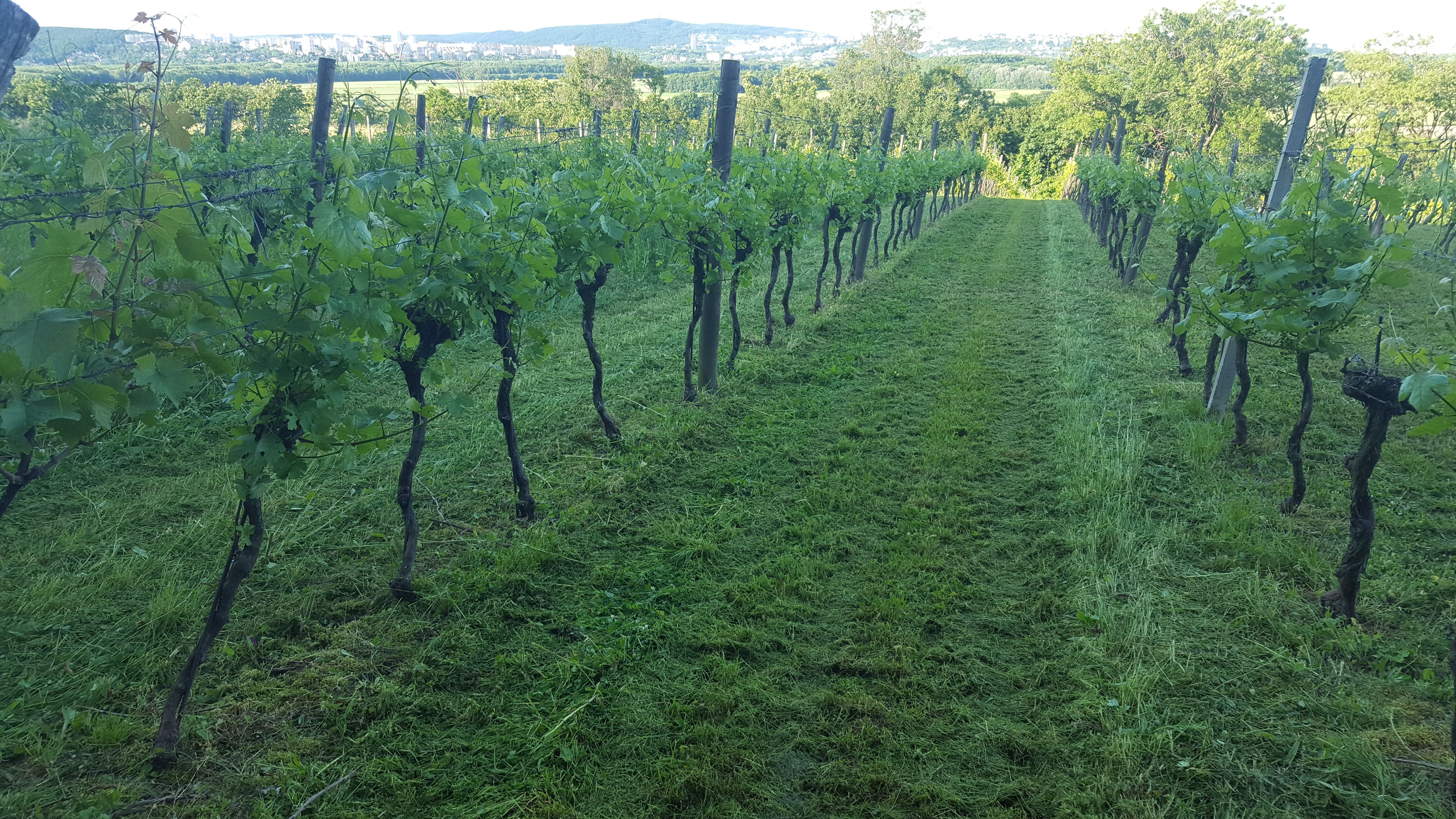 Vinice, vinná réva, Niefergall vinařství Wolfsthal 