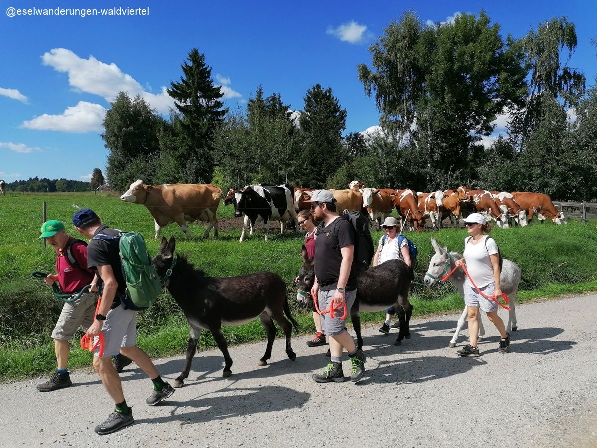 Trekking na oslu