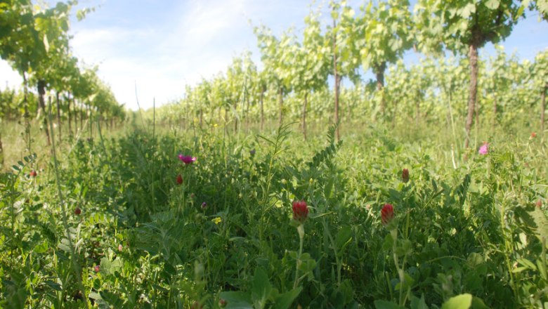 In the vineyard, © Bioweingut Oppenauer
