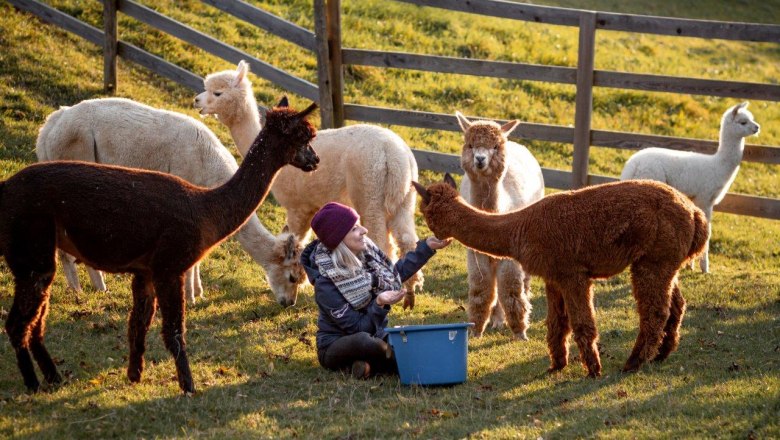 Alpacas on the farm, © Wagner-Hubbauer
