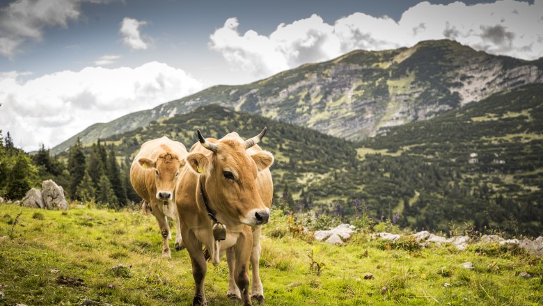 On the mountain pasture, © Theo Kust