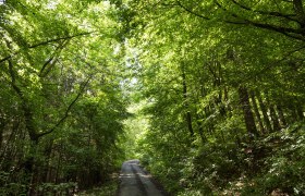 MTB tours in the Waldviertel, © Donau NÖ_Barbara Elser