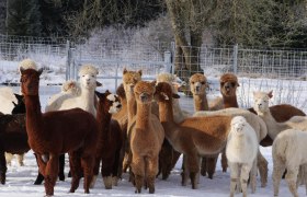 Alpacas, © Manada de Sana