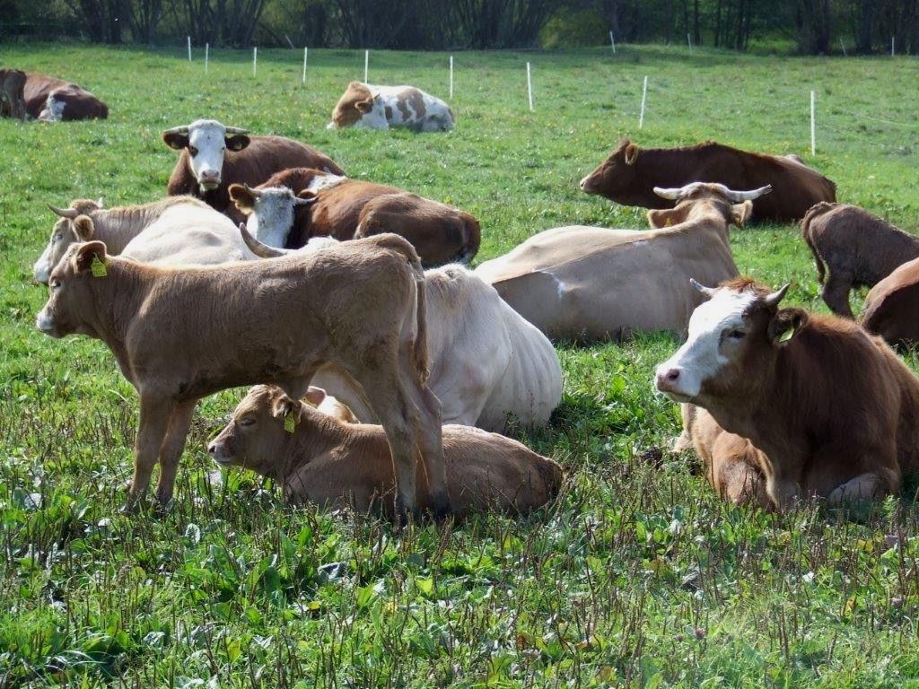 rodinná_dovolená_na_bio-farmcpeter_hoebarth_2