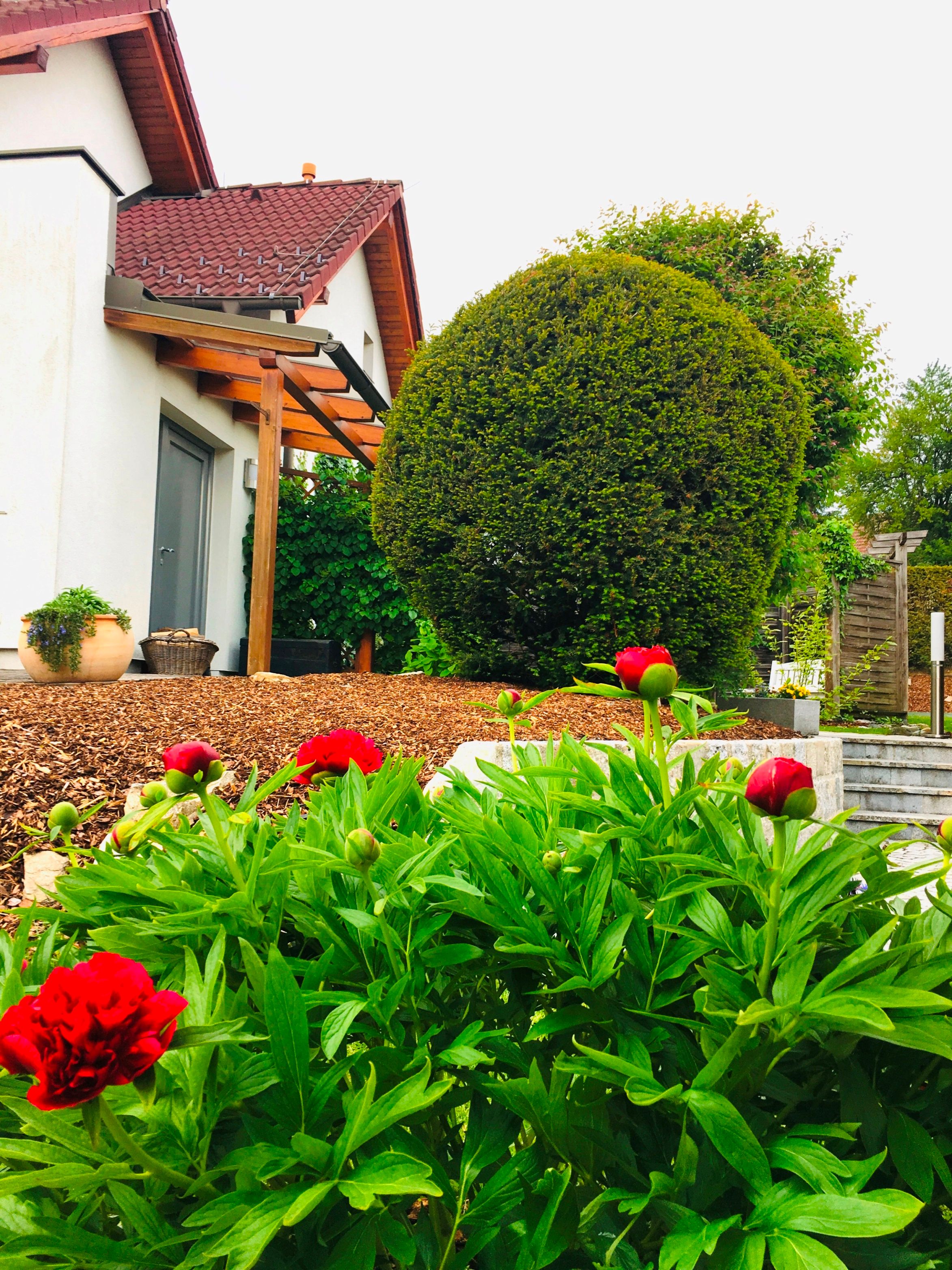 Udržovaná zahrada s červenými květy, velký keř a dům s červenou střechou.
