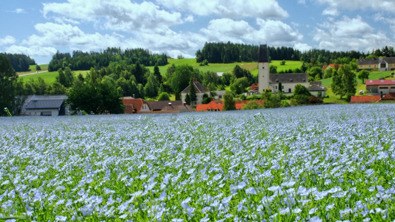 Oil flax sea of flowers, © Franz Anderl