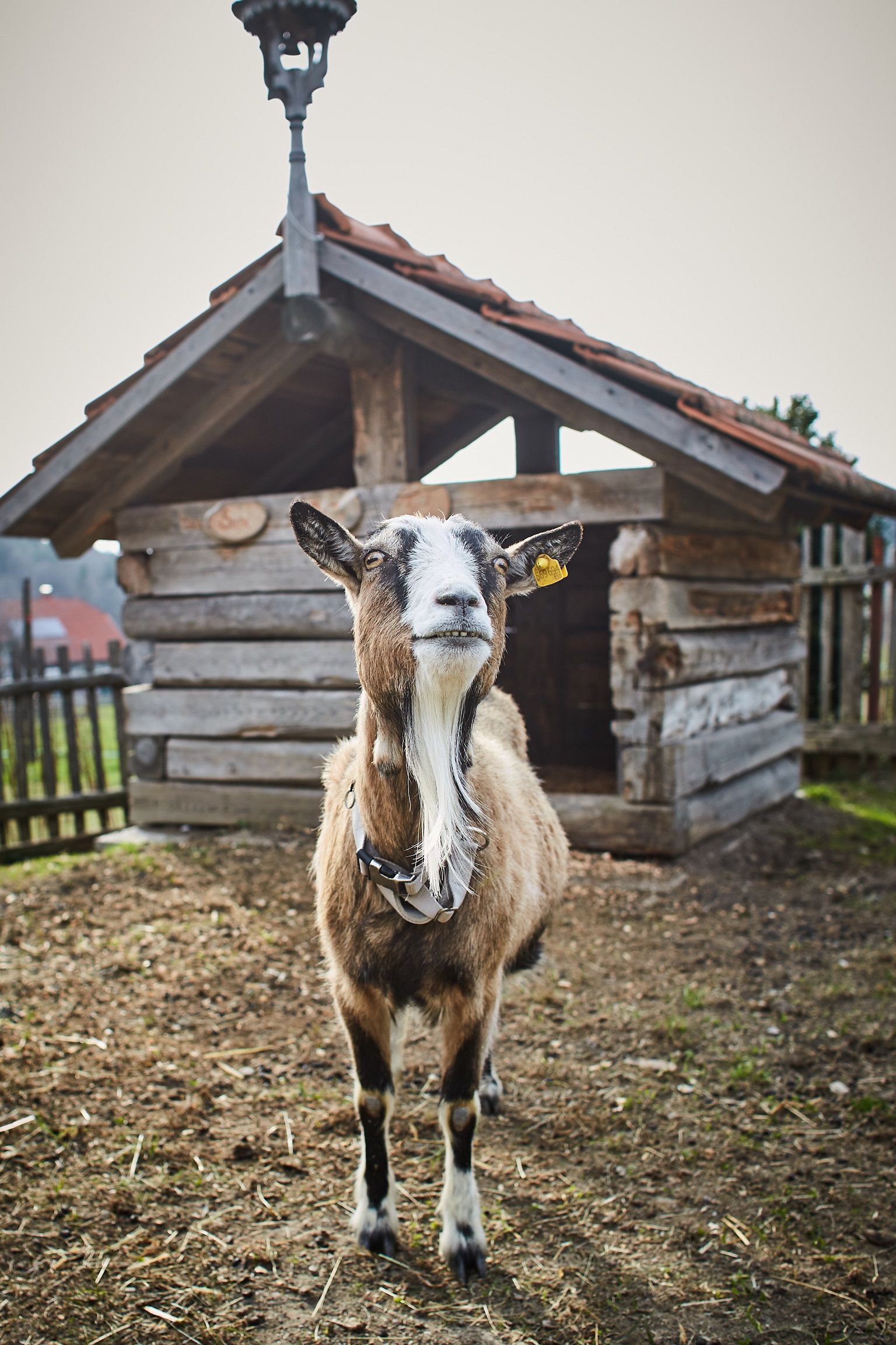 Před malou dřevěnou stájí na farmě stojí koza.
