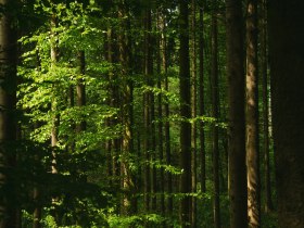 Lebensweg, Wandern, Weitwandern, &copy; Waldviertel Tourismus, Melanie T&ouml;bbe