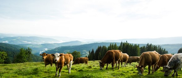 Pastviny na hoře Wechsel se nazývají Schwaigen., © Wiener Alpen in Niederösterreich/Michael Reidinger