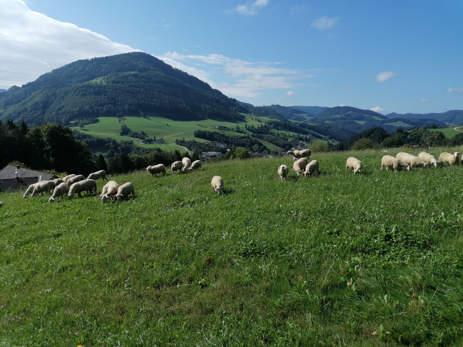 Ekologická ovčí horská rodina Oismüller