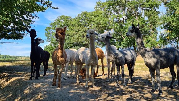 Skupina alpak stojí na slunné cestě obklopené stromy.