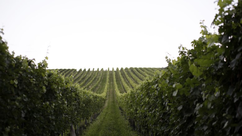 Weingartenzeile, © Weinviertel Tourismus / Christine Wurnig