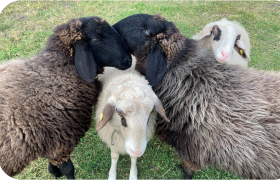Sheep cuddling in the pasture, © Sabine Valis