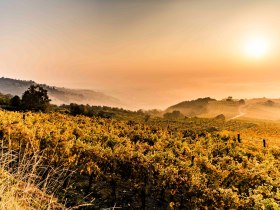 Herbstlandschaft in Krems, &copy; Robert Herbst