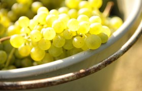 Grapes in the skin, © Steve Haider