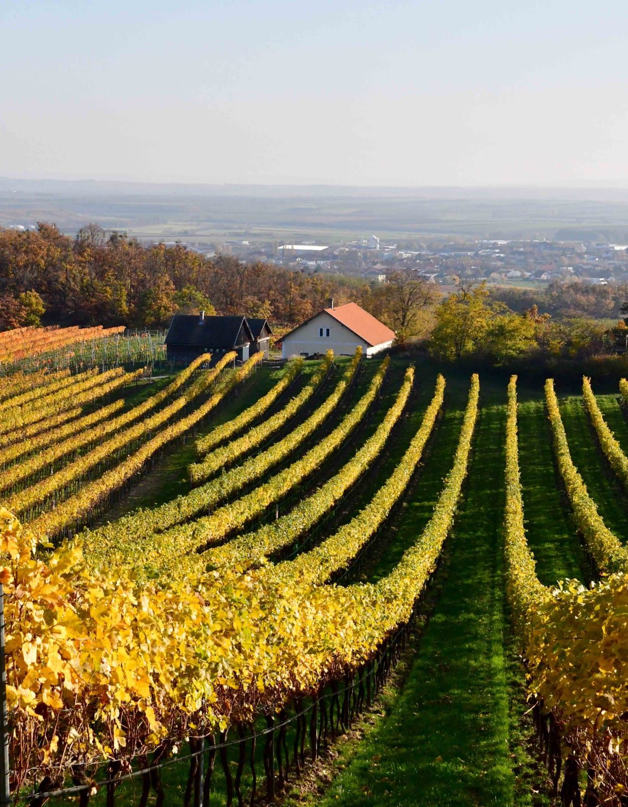 Vinice se žlutým listím a malým domkem v pozadí.