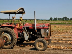 Zwiebelfeld, &copy; Weinviertel Tourismus / Mandl