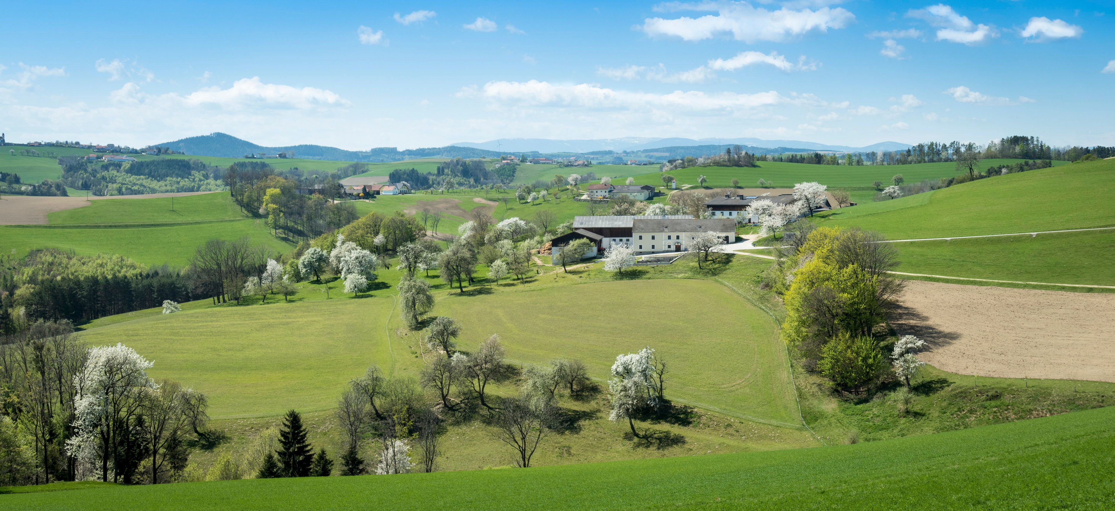 Panorama venkovské kopcovité krajiny se zelenými poli, kvetoucími stromy a farmou v pozadí.
