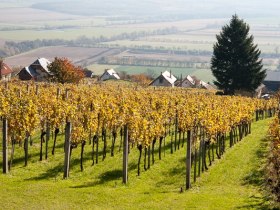 Weinhang am Geschriebenstein, © Unknown