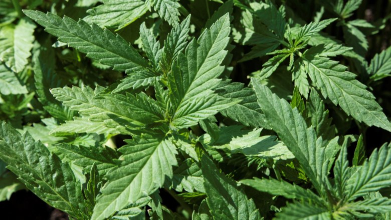 Hemp flowers, © Gemeinde Reingers