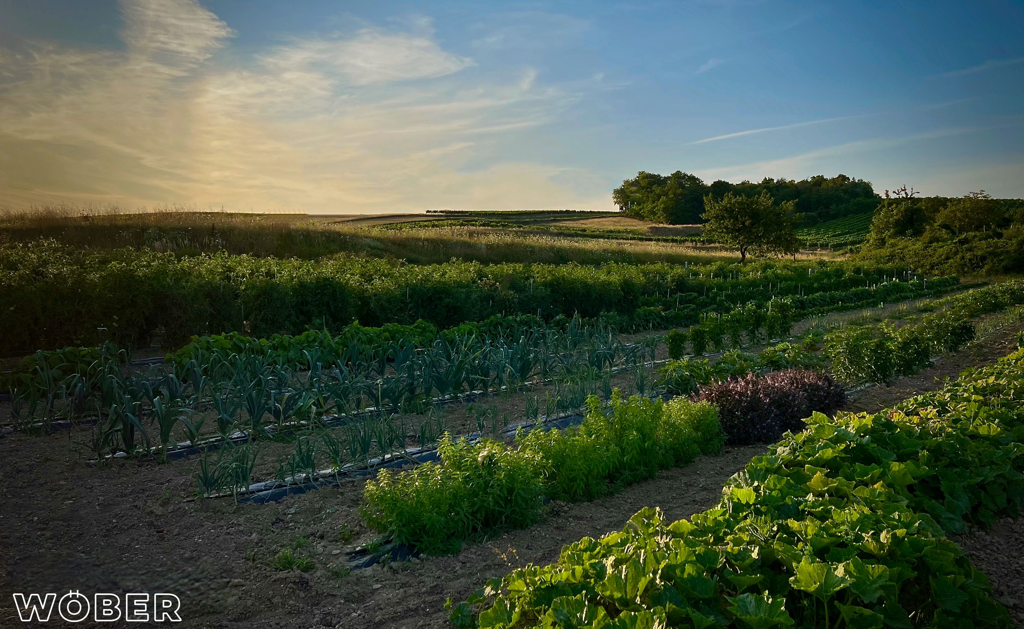 Zahradní restaurace Wöber 