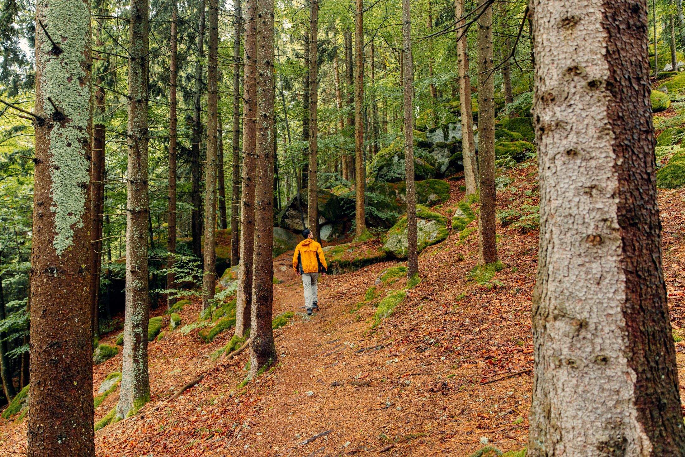Osoba ve žluté bundě kráčející po lesní cestě.