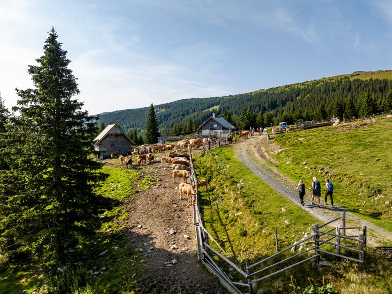 Horská krajina s kravami, turisty a chatami na Marienseer Schwaig.