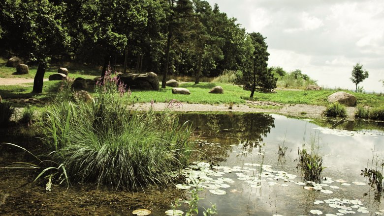 Dragonfly pond, © Stadtgemeinde Maissau