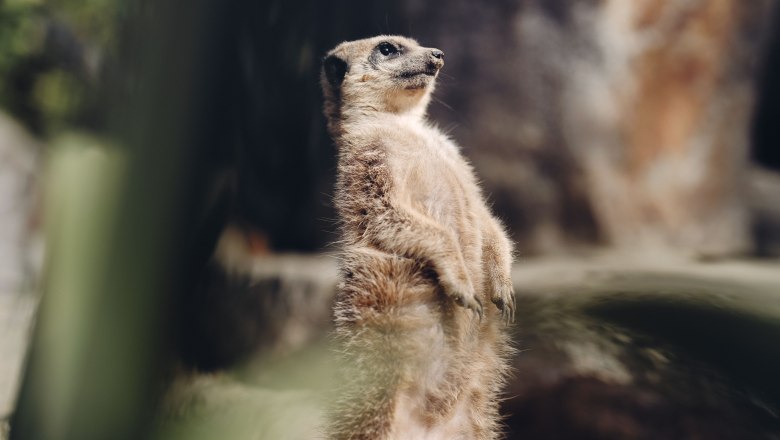 City of Haag Zoo, &copy; Moststra&szlig;e, dochbodnliacht