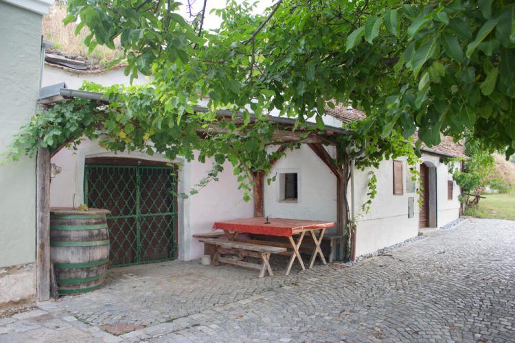 Tradiční vinný sklípek s dřevěným stolem a sudem na víno, obklopený zelenými listy.