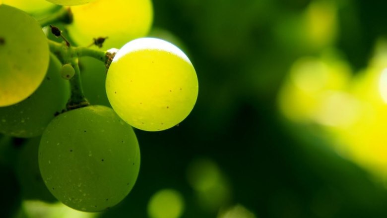 Quality viticulture Mantler, © Pixabay