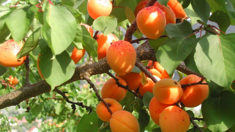 apricots, © Kowalski