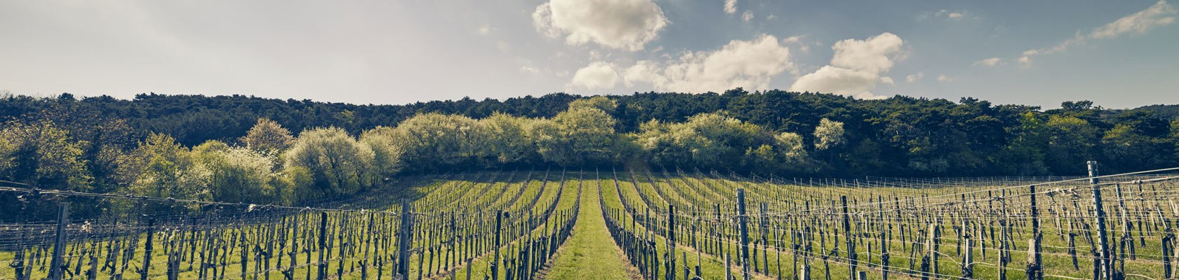 Vinnařské jaro ve Vídeňském lese, © Niederösterreich Werbung/Andreas Hofer