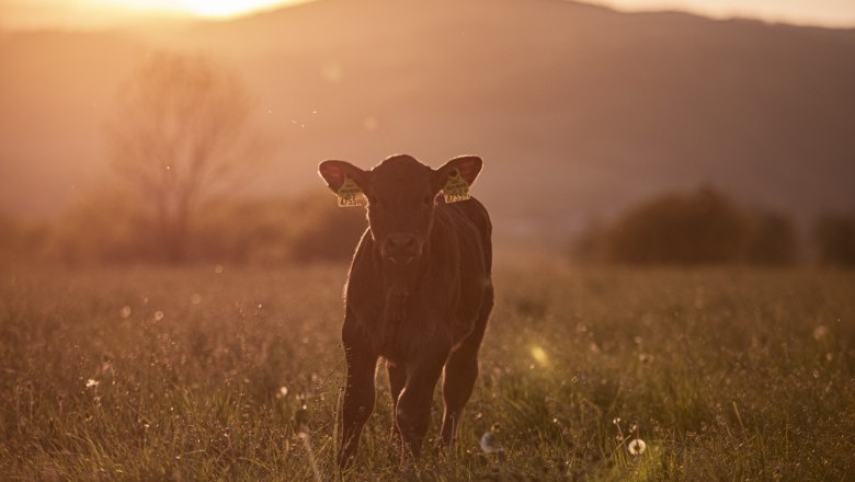 Kalb, © Nimo Zimmerhackl