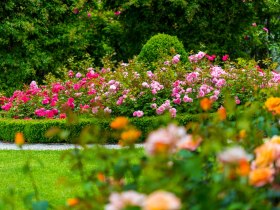 Růžov&aacute; zahrada v Pittenu, &copy; Wiener Alpen in Nieder&ouml;sterreich - Bad Erlach