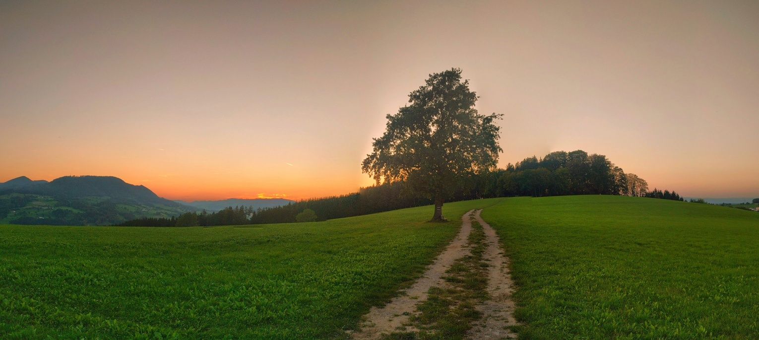 Osamělý strom
