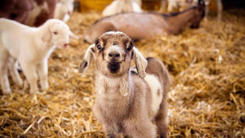 Mandl's goat farm, © Sooo gut schmeckt die Bucklige Welt/Viktoria Kornfeld