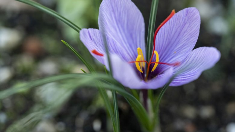 Saffron blossom - from the herb bed straight into the kitchen, © Niederösterreich Werbung/Michael Reidinger
