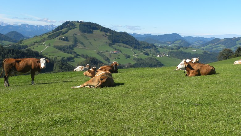 The cows also enjoy the beautiful hilly landscape, © Urlaub am Bauernhof – Fam. Schweighuber