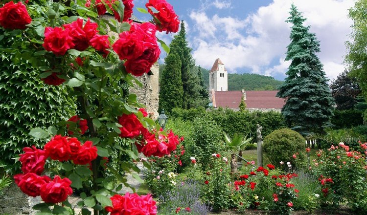 Roses in the monastery garden, &copy; Hotel Richard L&ouml;wenherz